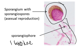 <p>sporangiospore</p>