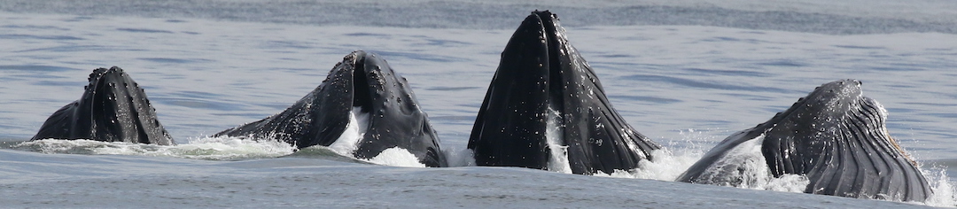 These animals belong to which family of marine mammals?