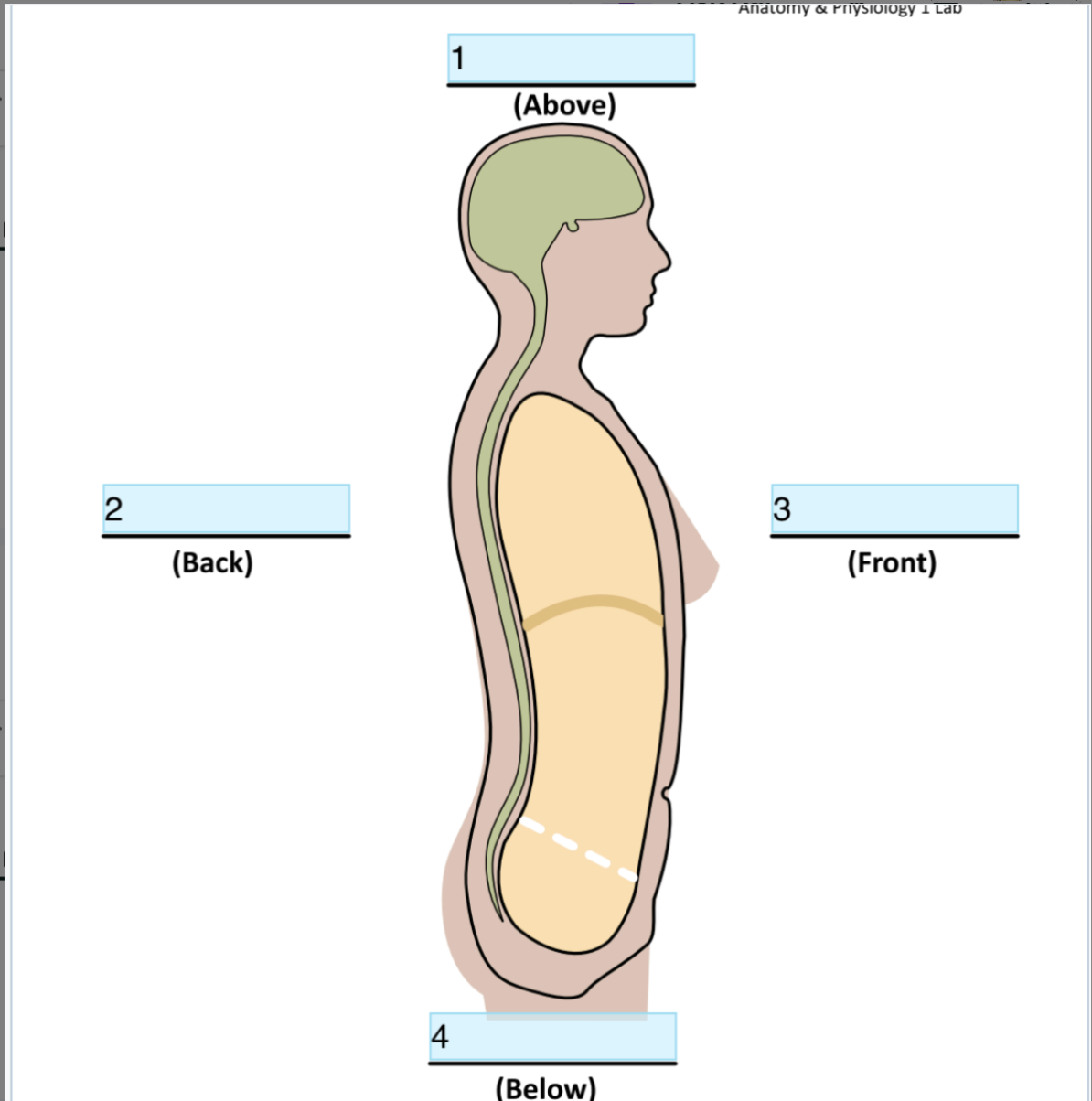 <p>Identify Directional term In 4 </p>