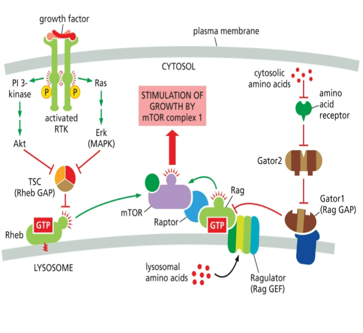 <p>C. mTORC1 kinase is activated </p>