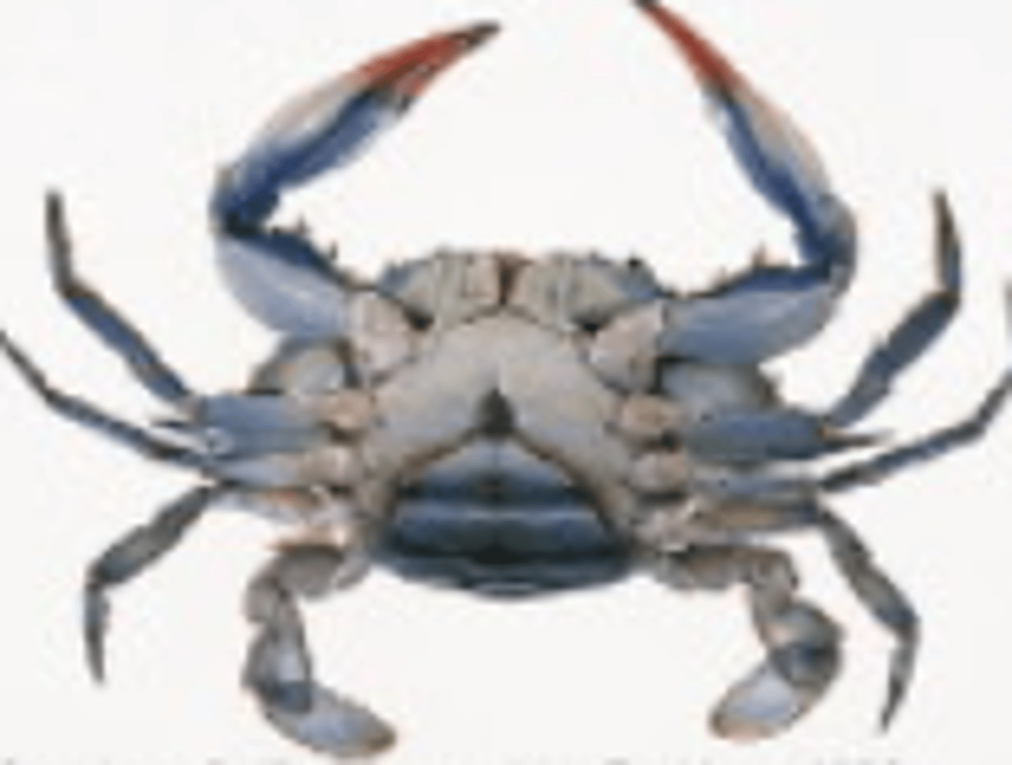 <p>What Phylum, Subphylum, Class, and Order is this animal in? Is it male or female?</p>