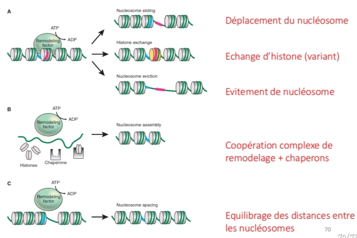 <p>ATP-dépendant</p><p class="has-focus">changem- conform nv nucléosome</p><p class="has-focus">lie pas directement ADN<br>Déplacement histones<br>5 famille</p>