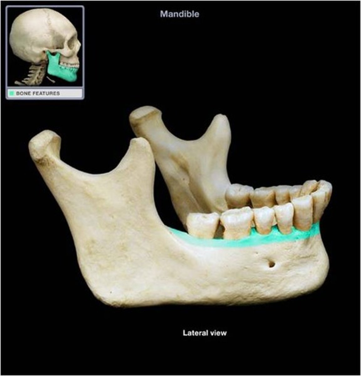 <p>house the lower teeth</p>