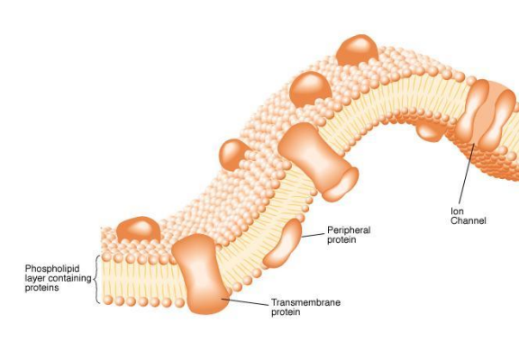 <p>• Phospholipid bilayer, proteins </p><p>• <strong>Lipids </strong>– phospholipids, glycosphingolipids, sterols </p><p>• <strong>Proteins </strong>- pumps, channels, receptors, enzymes, markers, structural components</p>