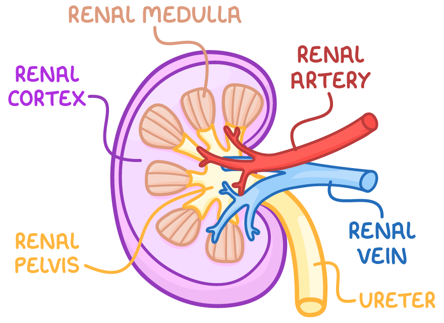 <p><strong>Fibrous capsule</strong>: An outer membrane that surrounds and protects the kidney </p><p>The renal cortex : outer region consists of Bowman’s capsules, convoluted tubules , blood vessels </p><p>The renal medulla : inner region consists of collecting ducts, loops of Henle , blood vessels </p><p>The renal pelvis: cavity collects urine into the ureters</p><p></p>