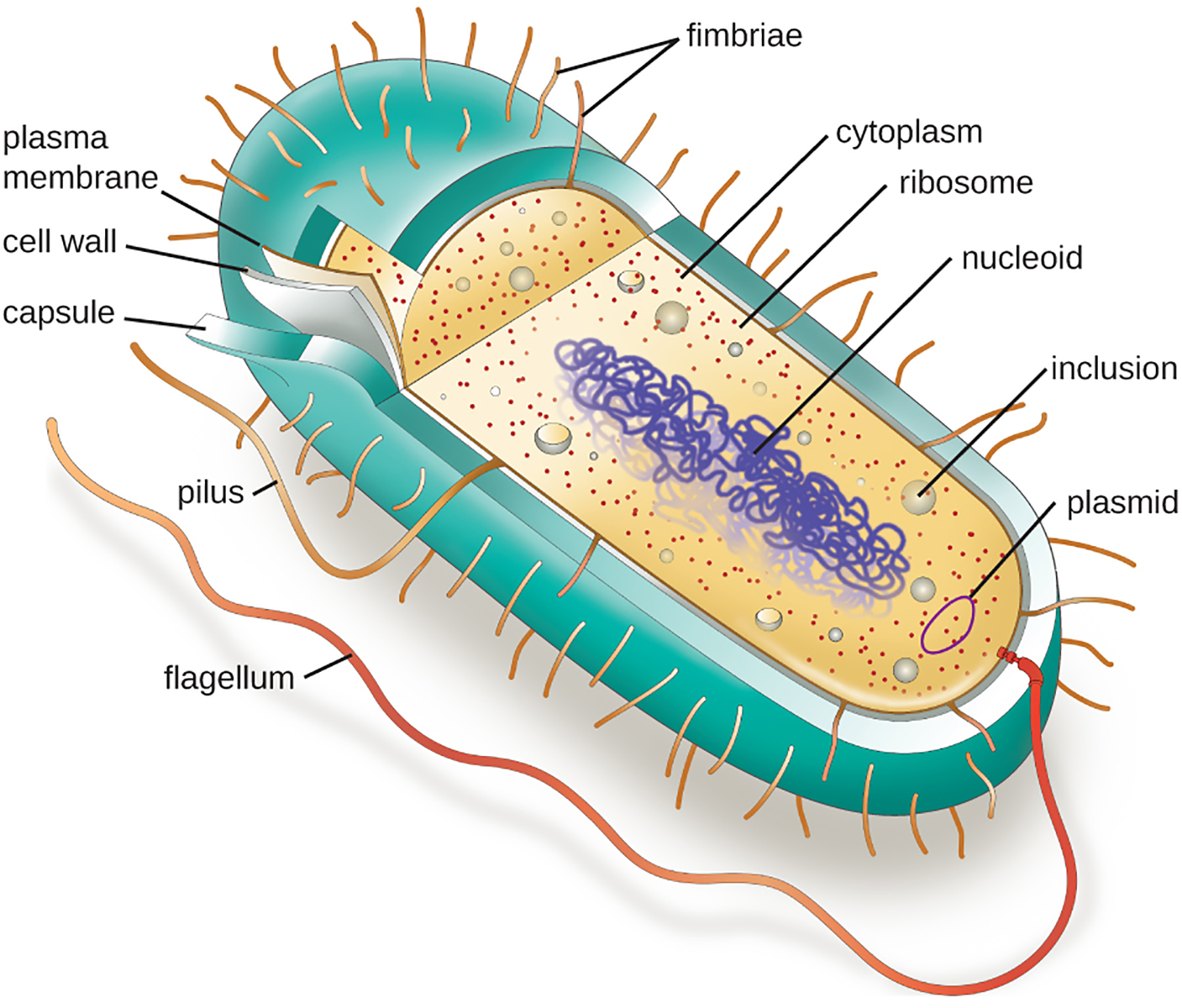 <p>how are the two largest categories of cells (prokaryotic and eukaryotic) differentiated?</p>