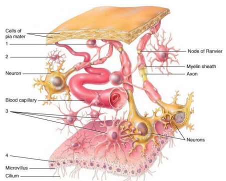 <p>astrocytes</p>