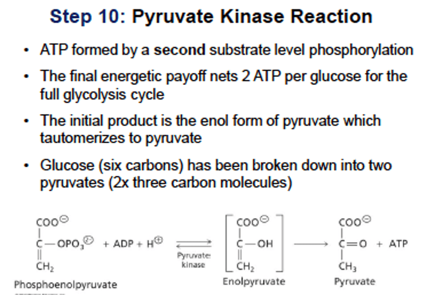 <p>PFK-1: Upregulated by fructose- 2,6 bisphosphate and AMP; Downregulated by ATP and Citrate</p>