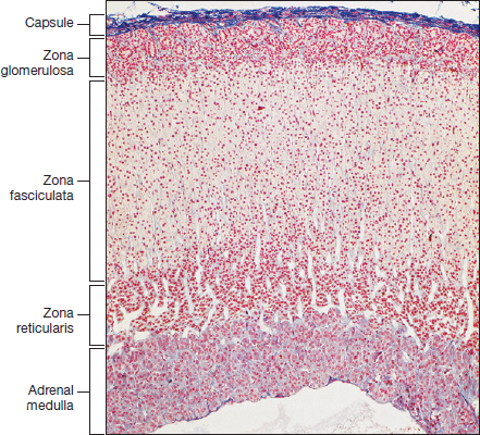 <p>What type of histology slide is this showing and how do you know</p>