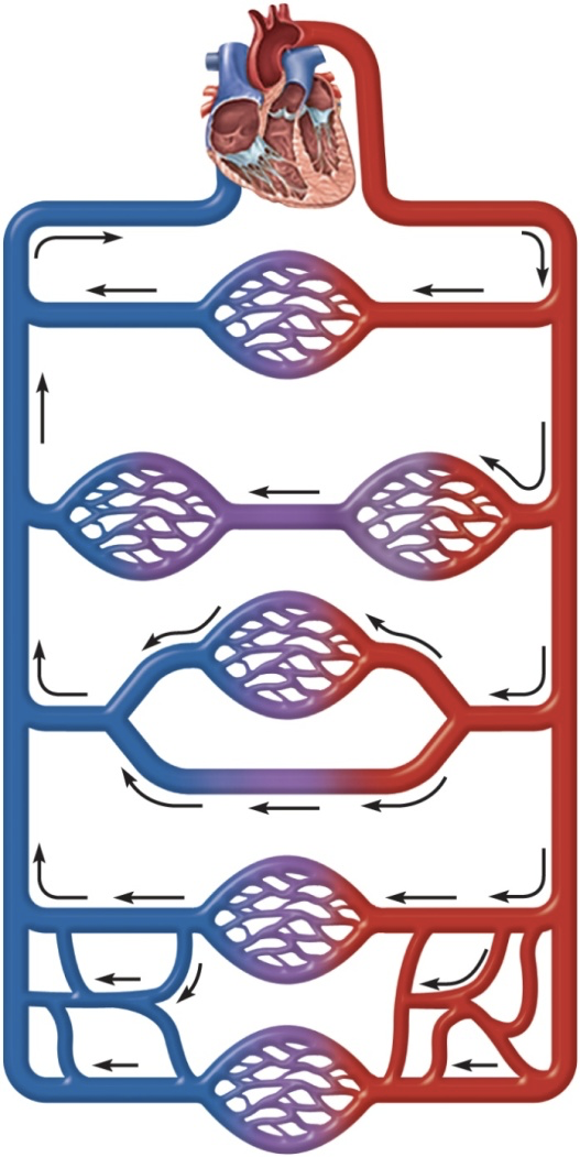 <p><strong>circulatory routes</strong></p><p><u>anastomosis</u>: convergence between ____ & other ____</p><p>→provides alternate route of blood flow</p><p><u>arteriovenous anastomosis (shunt)</u>: artery flows directly into ___ (bypassing capillaries)</p><p><u>arterial anastomosis</u>: multiple ___ converge & branch </p><p>-provides ____ blood supply to tissue</p><p>-associated with joints</p><p><u>venous anastomosis</u>: multiple ___ converge & branch </p><p>-provides alternate routes of drainage of an organ</p>