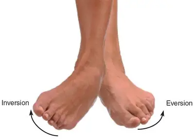 <p>Inversion is movement of the feet so the soles are facing inwards.</p><p>eversion is movement of the feet so the soles are facing outwards.</p>