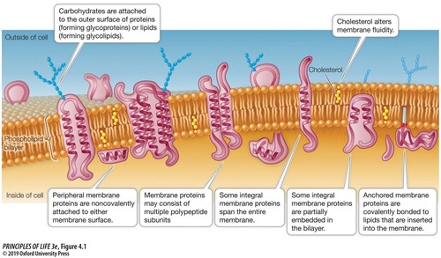 <p>The Fluid Mosaic Model describes the plasma membrane as a two-dimensional liquid with diverse components like lipids, proteins, and carbohydrates.</p>