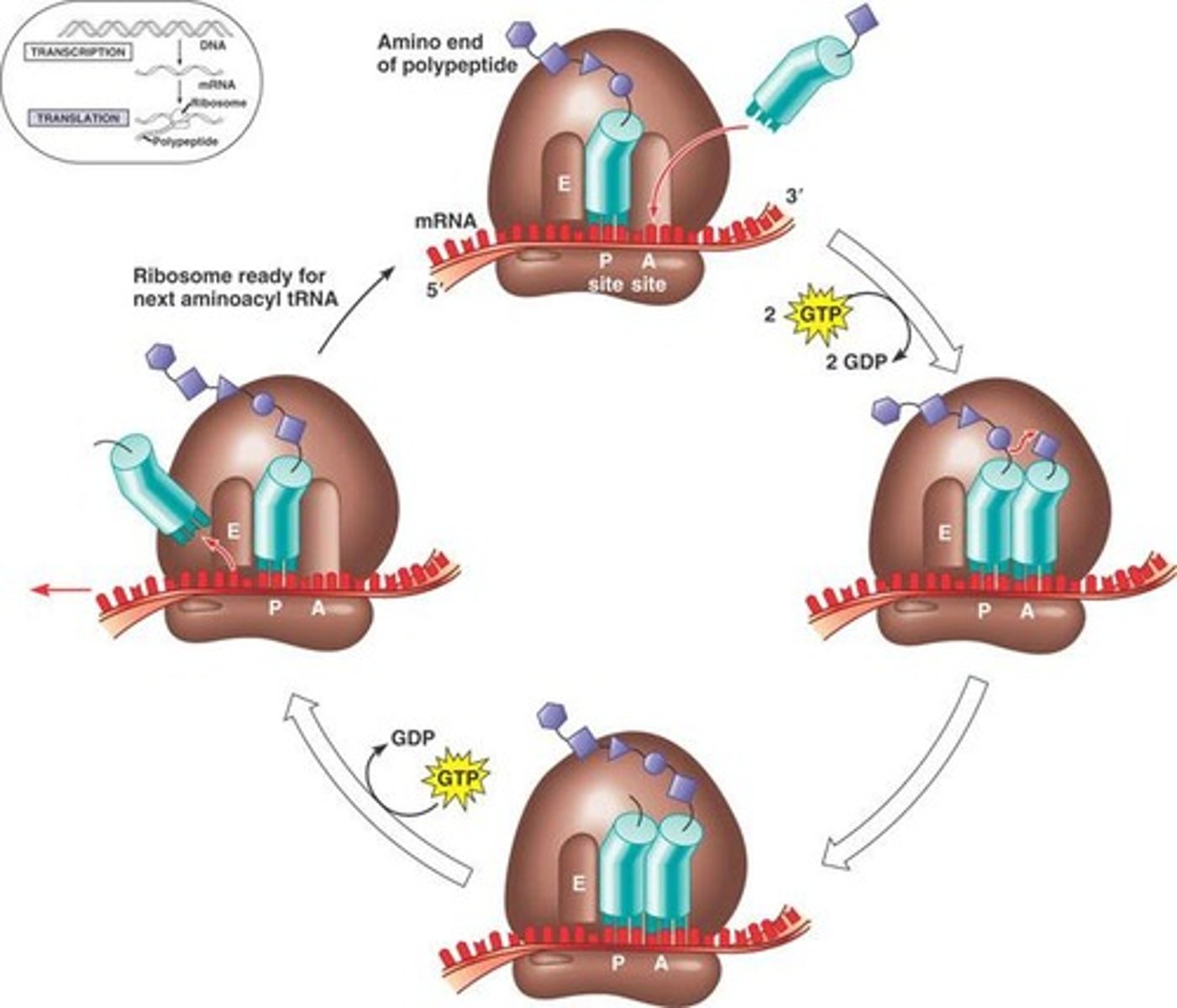 <p>Chain of amino acids forming proteins.</p>