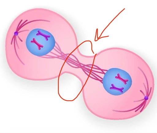 <p>gap between two cells in telophase; constricted cytoplasm along metaphase plate</p>