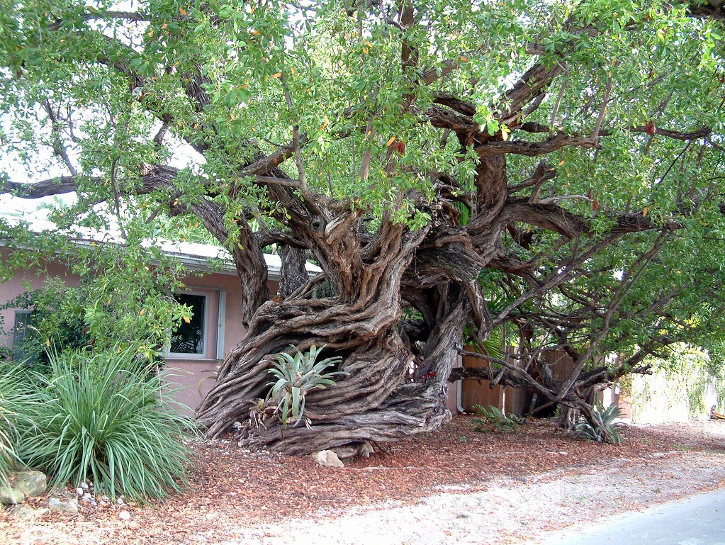 <p>Buttonwood</p><p>Large twisted branches, dense wood</p>
