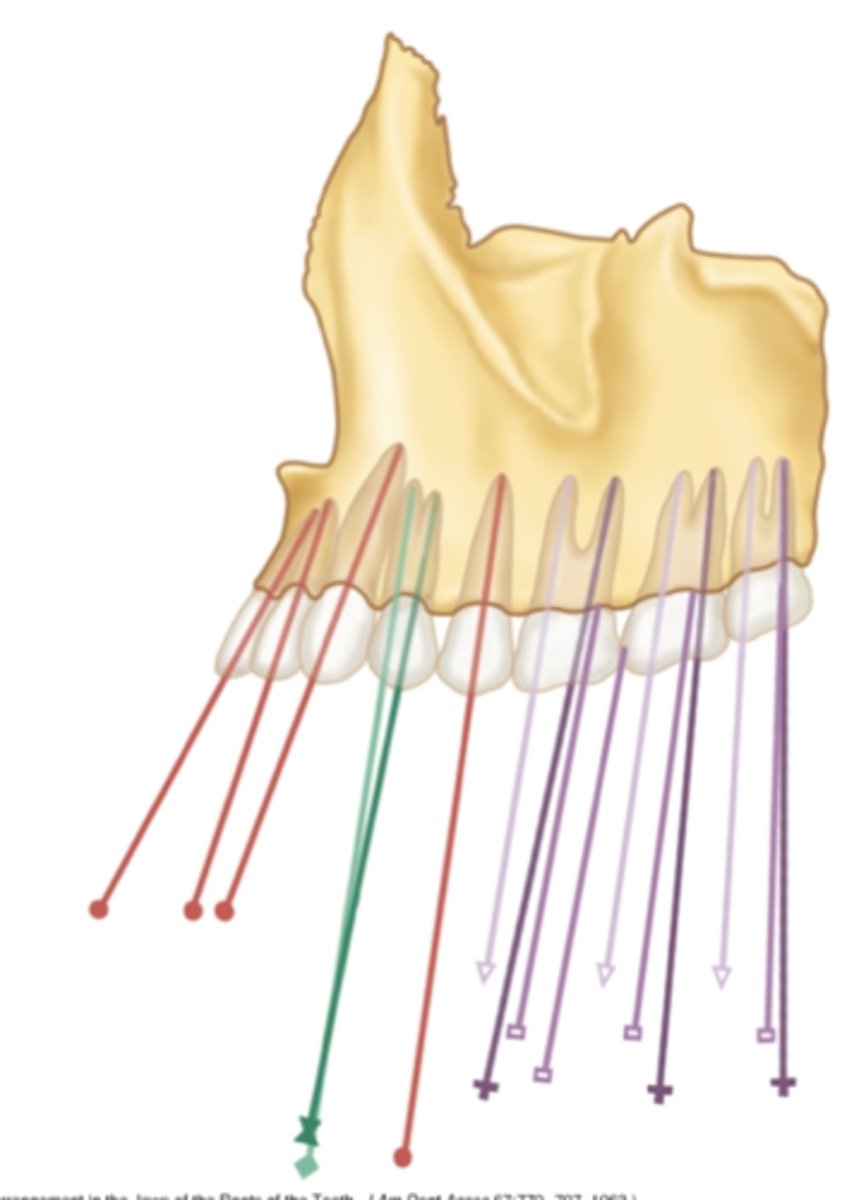 <p>in the maxilla, which teeth have a more <strong>straight</strong> and then turns <strong>distally</strong> inclination?</p>