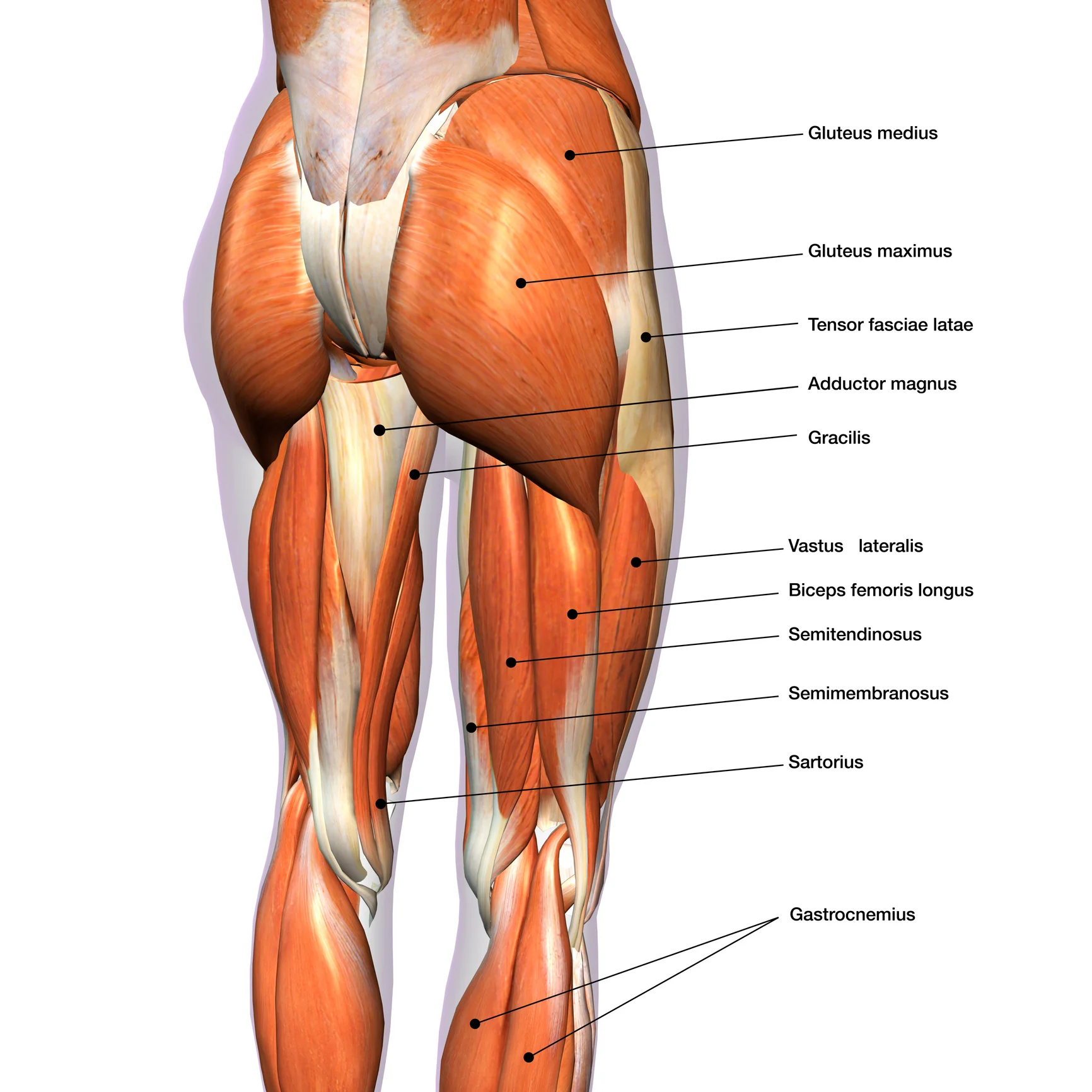 <p>Abducts thigh</p>
