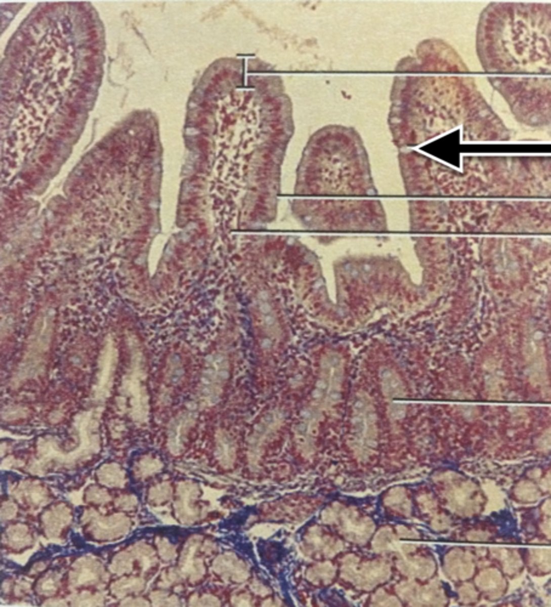 knowt flashcard image