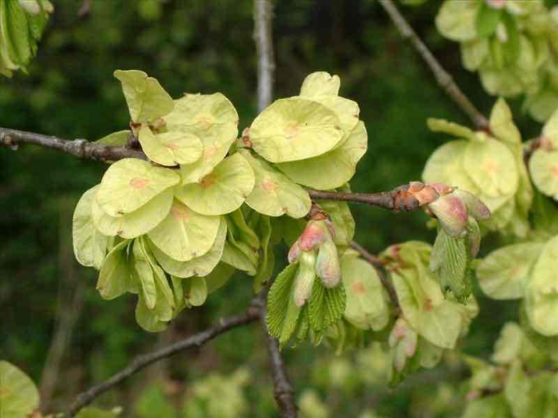 <p>Ulmus glabra</p>