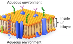 <p>Phospholipids</p>