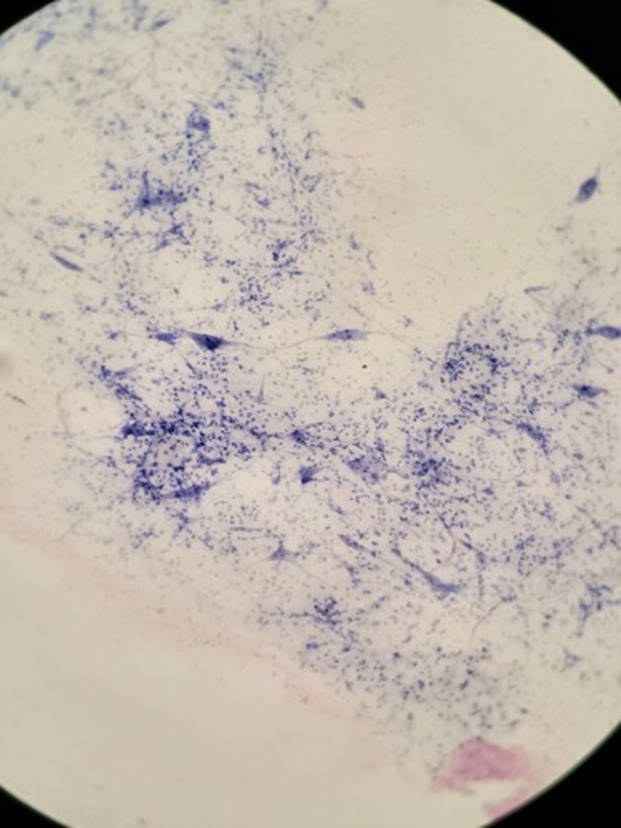 <p>Identify Tissue Type</p>