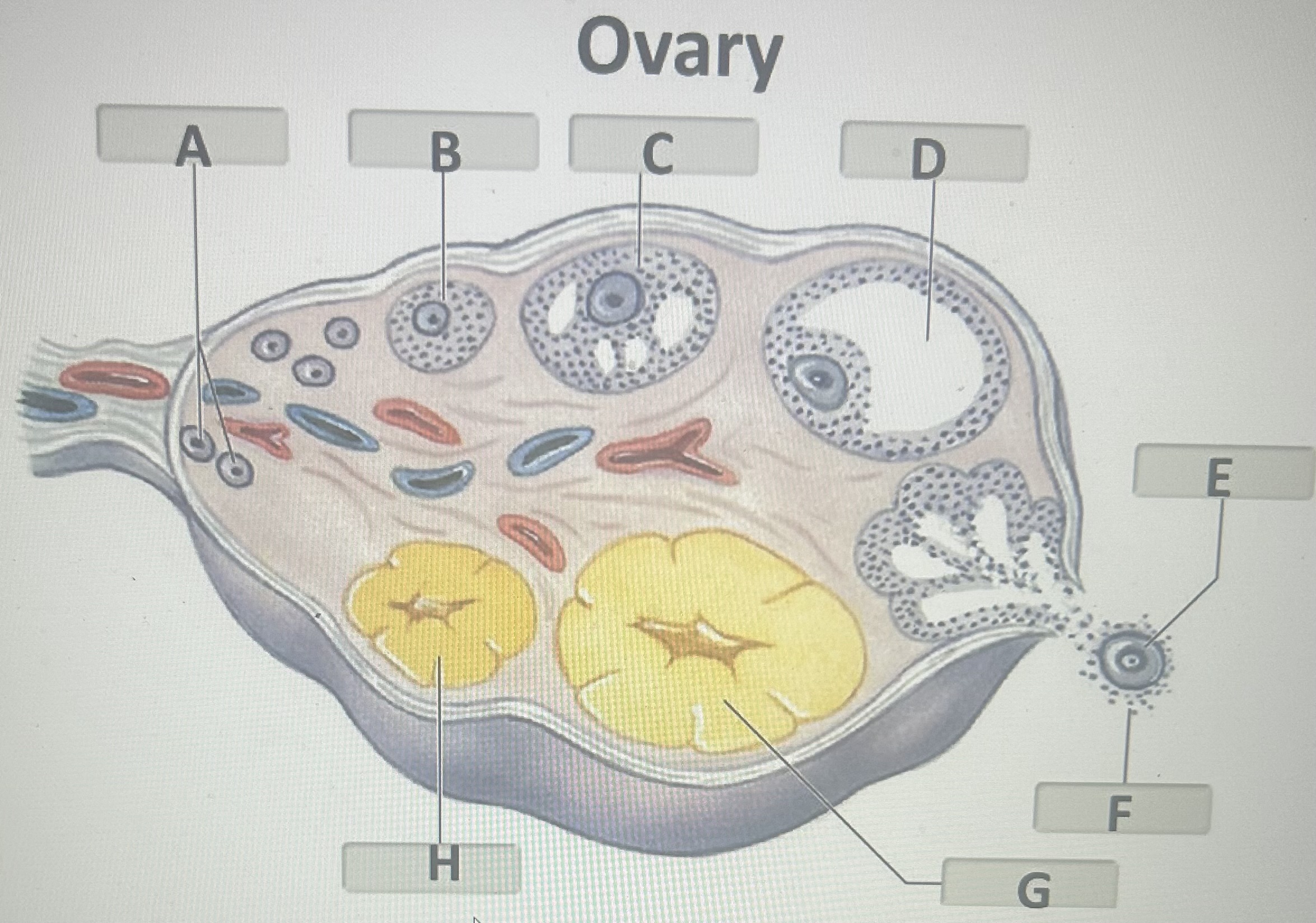 Identify the ovarian structure labeled “B”