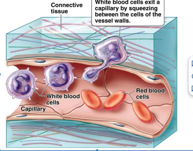 <p>Remove waste, toxins, damaged and abnormal cells. Help defend the body against disease. Can leave the circulatory system and move to the site of infection or tissue damage. Some are capable of phagocytosis.</p>