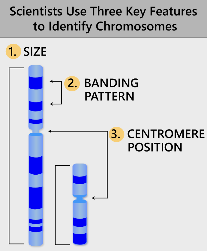 <ul><li><p>1.  size</p></li><li><p>2. banding pattern</p></li><li><p>3. centromere position</p></li></ul><p></p>