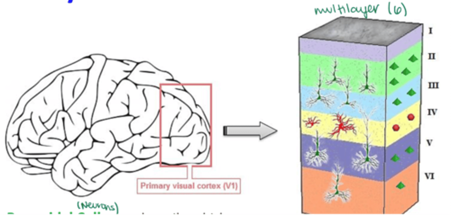 <p>Multiple cortical layers</p>
