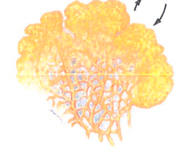 <p>Slime mold, large bag with cytoplasm with multiple nuclei</p>