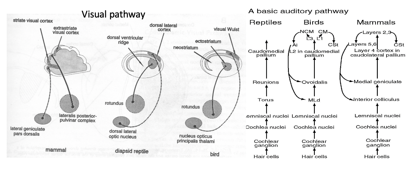 <p>visual and auditory</p>