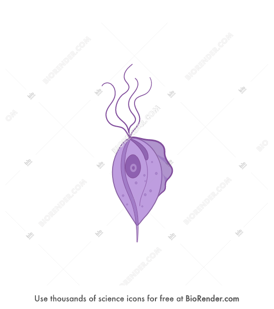 <p><span>Trichomonas vaginalis</span></p>
