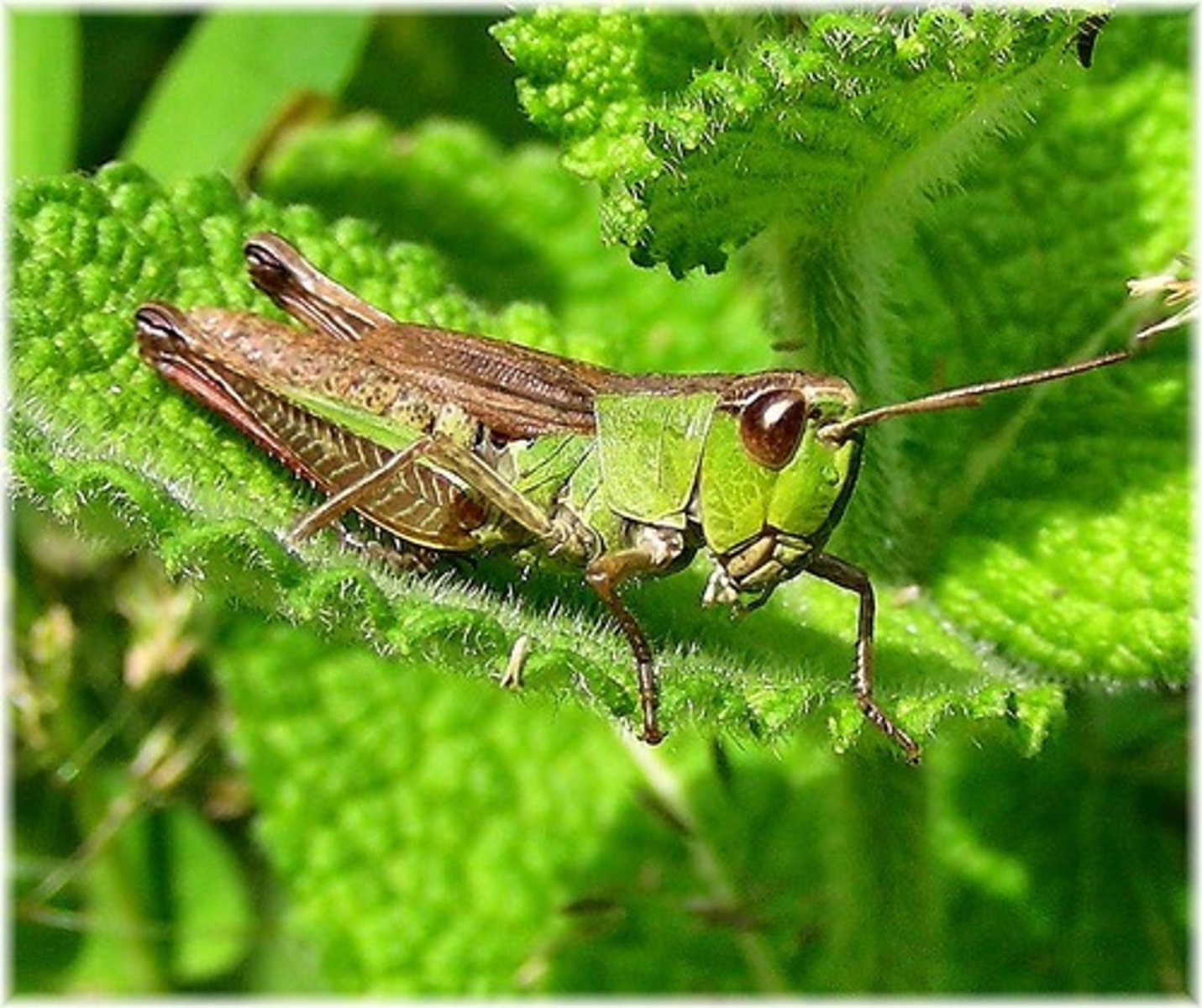 <p>grasshopper</p>