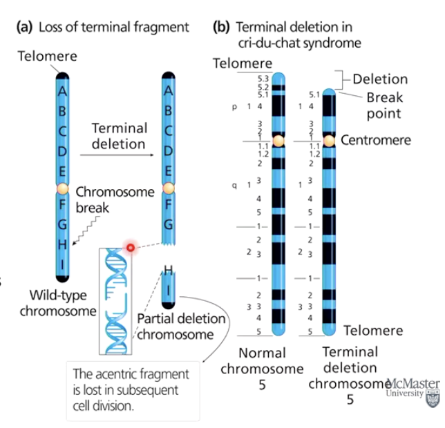 <ul><li><p>Both <strong>DNA strands break</strong> at a <strong>chromosome break point</strong>.</p></li><li><p>A <strong>terminal deletion</strong> occurs if an <strong>entire arm or part of it is lost</strong>.</p></li><li><p><strong>Cri-du-chat syndrome</strong> results from a terminal deletion.</p></li><li><p><strong>Acentric fragments (no centromere)</strong> are usually lost.</p></li><li><p><strong>Interstitial deletions</strong> affect internal chromosome regions.</p></li></ul><p></p>