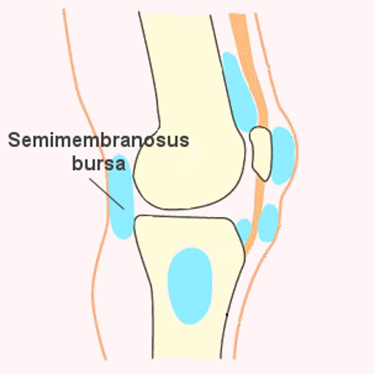 <p>Located in the popliteal region of the knee joint.</p>