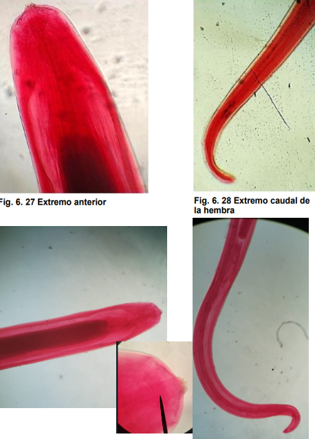 <ul><li><p>Localización: cavidad pleural, abdominal.</p></li><li><p>Huésped intermediario: moscos aedes y culex</p></li><li><p>Huésped final: caballo y burro </p></li><li><p>ciclo de vida indirecto </p></li><li><p>cutícula tiene estrías transversales, extremo posterior termina en espiral.</p></li><li><p>H: la cola termina en un marcado botón redondeado y espinoso. </p></li><li><p>M: espículas desiguales </p></li></ul>