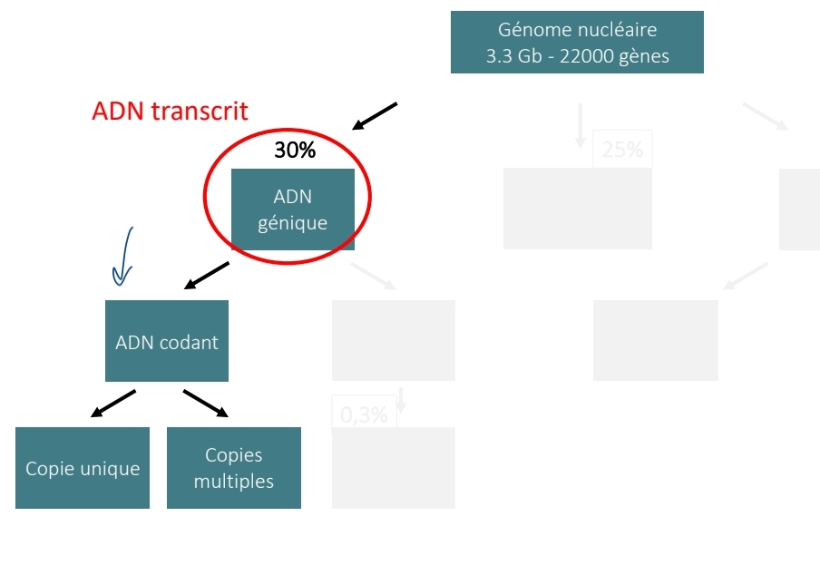 <p class="has-focus">ADN génique 2 type</p><p>ADN codant<br>ADN non codant (transcrit / régulateur)</p>
