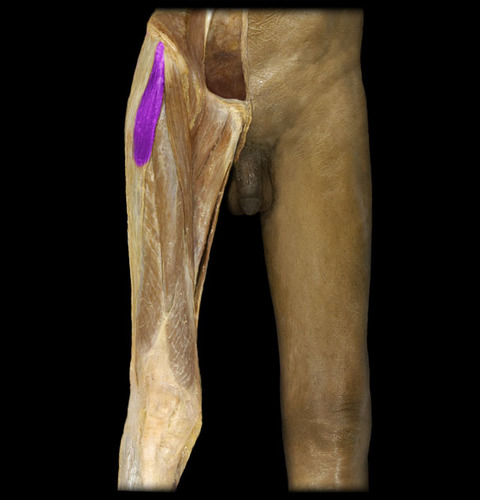 Flexion of femur
Abduction of femur
Medial rotation of femur
Stabilizes knee in full extension