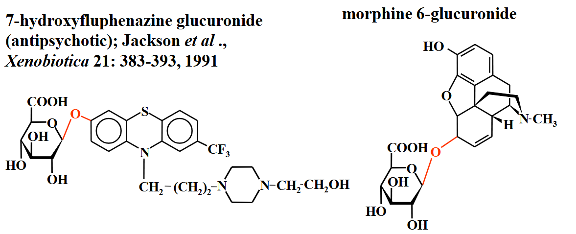 <p>o-glucuronides&nbsp;</p>