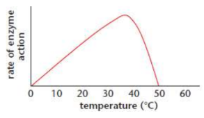 <p>double in velocity per 10°C inc. until optimum temp. then activity falls sharply due to denaturation</p><p>optimal temp. is typically body temp. (37°C/98.6°F/310 K in humans)</p>