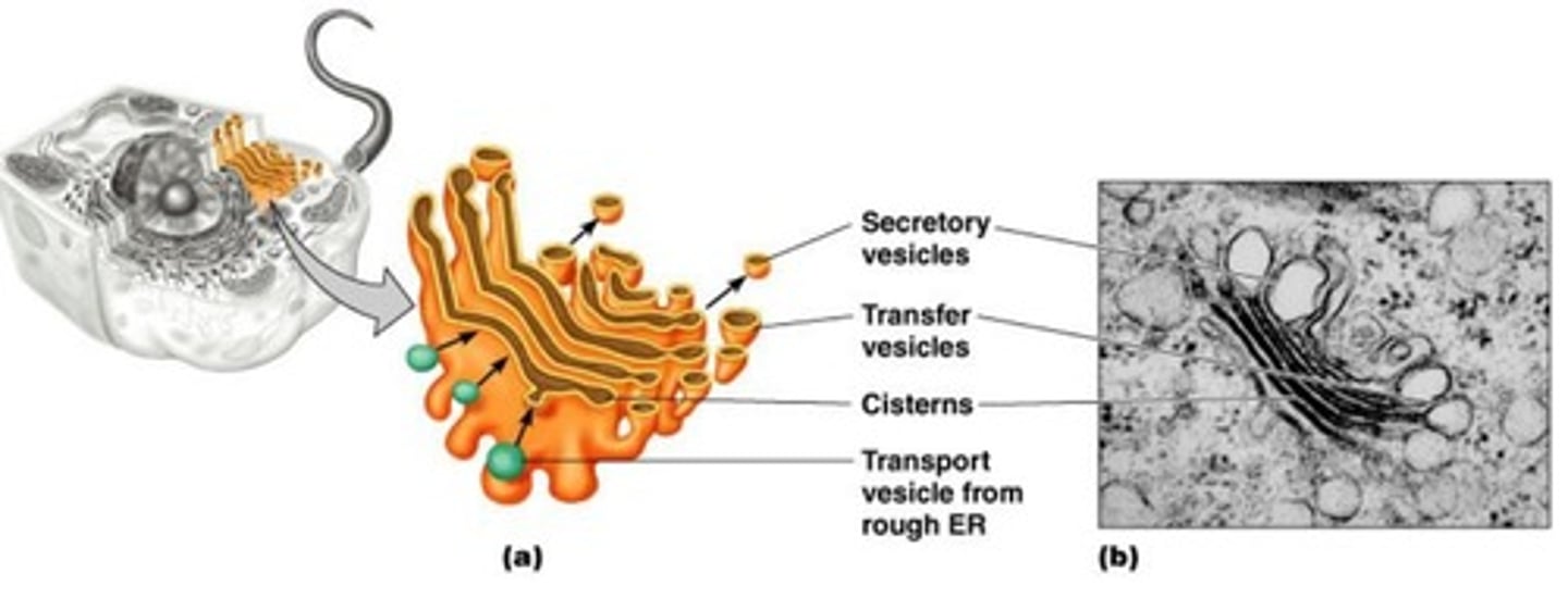 <p>- continues processing PSD</p><p>- a series of sacs called cisternae (plural)</p><p>cisterna (singular)</p><p>- backs up to the rER</p><p>- the part that is closest to the rER is called the cis-face cisterna</p><p>- the farthest part away is called the trans-face cisterna</p><p>- PSD (proteins with a special destination) are sent via vesicle from the rEr to the cis-face cisterna</p><p>- a series if chemical reactions occurs called maturation</p><p>- meanwhile, the cisternae migrate forward (away from the rER)</p><p>- by the time the cis-face cisterna reaches the trans-face, its proteins will be mature</p><p>- now called the trans-face cisterna it will break up into vesicles, carrying the PSD to the SDs</p><p>- the trans-face cisterna disappears</p><p>- new cisternae are built on the cis-face (have three proteins one with xyz, one with abc, one with qrs)</p><p>- vesicles from the rEr bind together to build a new cis0face cisterna</p>