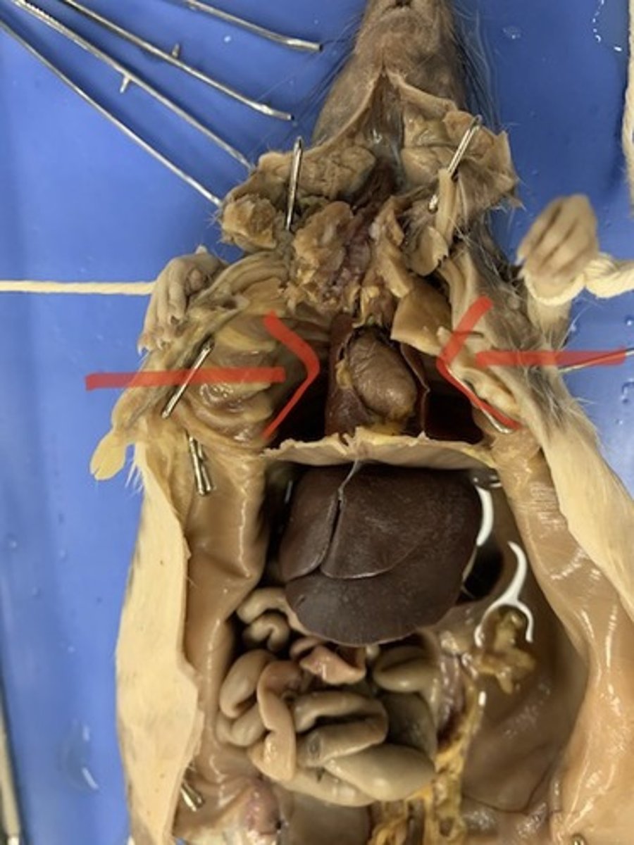 <p>lungs: respiration</p>