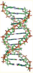 <ul><li><p>Watson-Crick DNA (regular double helix)</p></li><li><p>right-handed</p></li><li><p>moderate depth, wide</p></li><li><p>moderate depth, narrow</p></li><li><p>10.5 BP per turn</p></li><li><p>high humidity, low salt</p></li></ul><p></p>
