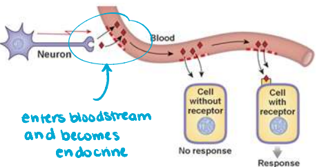 <p>In neuroendocrine communication, the electrical signal travels down a neuron → reaches the end → secreted into ——-.</p>