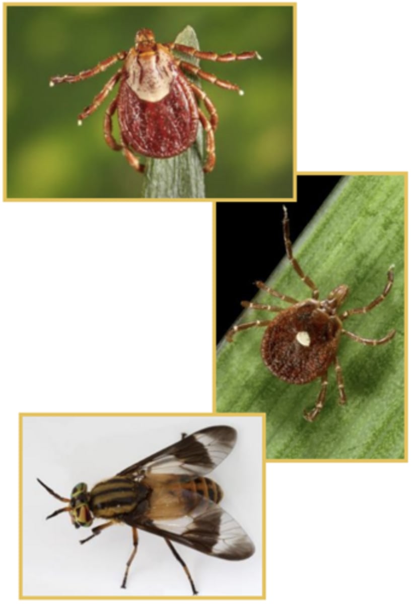 <p>Dermacentor andersonii</p><p>Amblyomma americanum</p><p>Chrysops discalis</p>