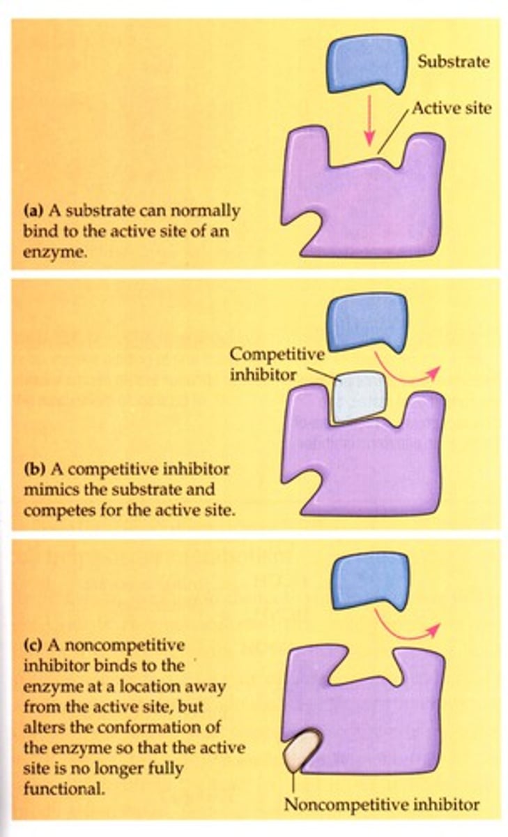 <p>bind to another part of an enzyme, causing the enzyme to change shape and making the active site less effective</p>