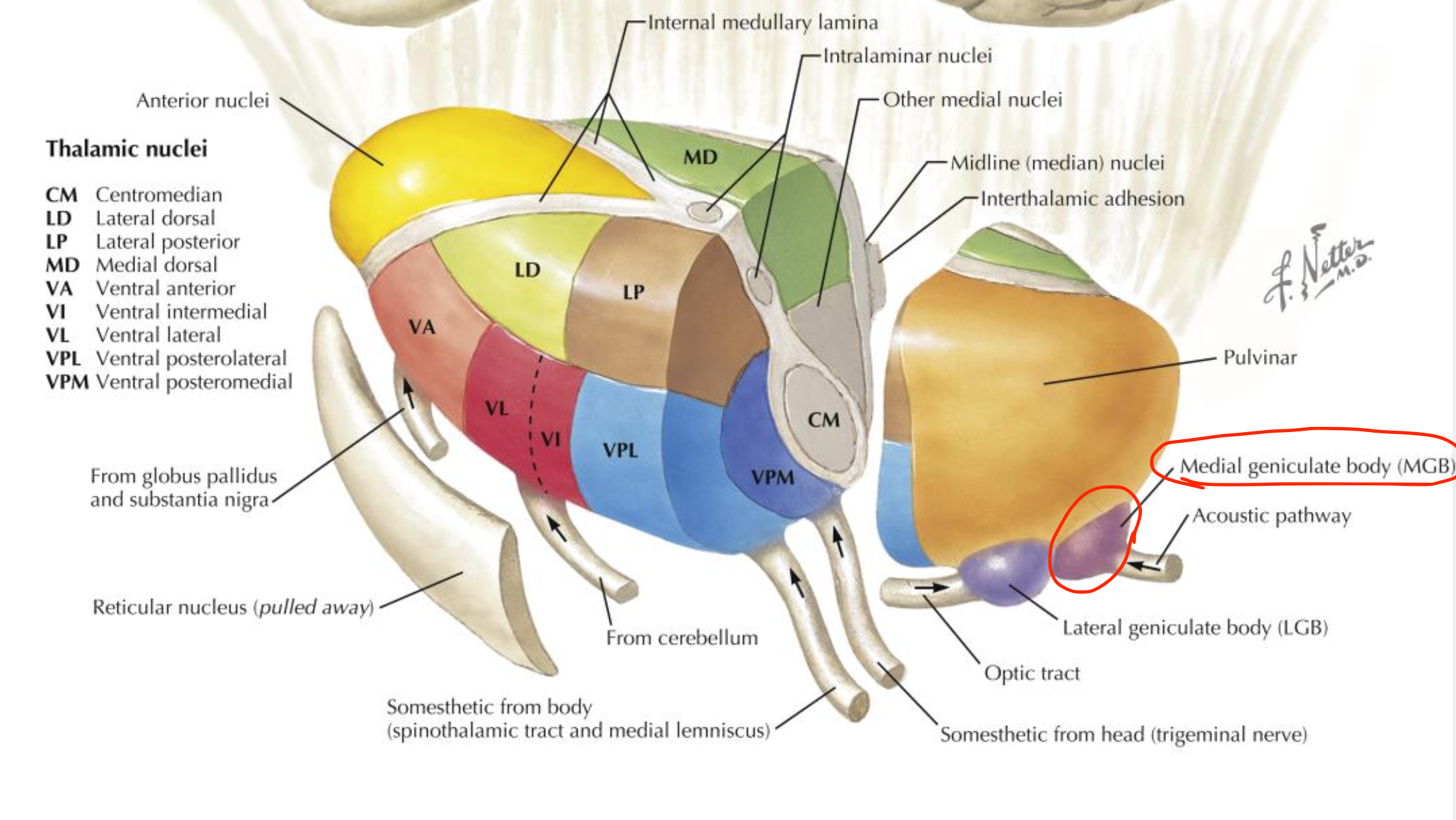 <p>Medial geniculate body (MGB)</p>