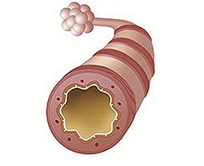 <p>Made up of only smooth muscle and are the site of regulation. Depend on lung recoil to remain open.</p><p>With constriction, they reduce the diameter, increase the resistance, and therefore reduce the flow to the alveoli.</p>