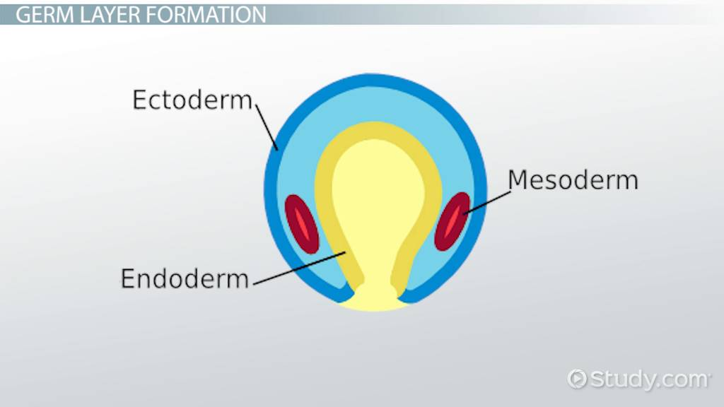 <p>A few animals only have <strong>one layer</strong> (e.g. sponges)</p><p>Some animals (e.g. <em>Hydra</em>) have <strong>diploblast</strong> with Oral-Aboral Polarity (endo and ecto) adhered by extracellular matrix. </p><p>Most Metazoans have a <strong>triploblast</strong> body plan - mesoderm, ectoderm, endoderm. There’s an empty space called the <strong>coelum</strong></p>