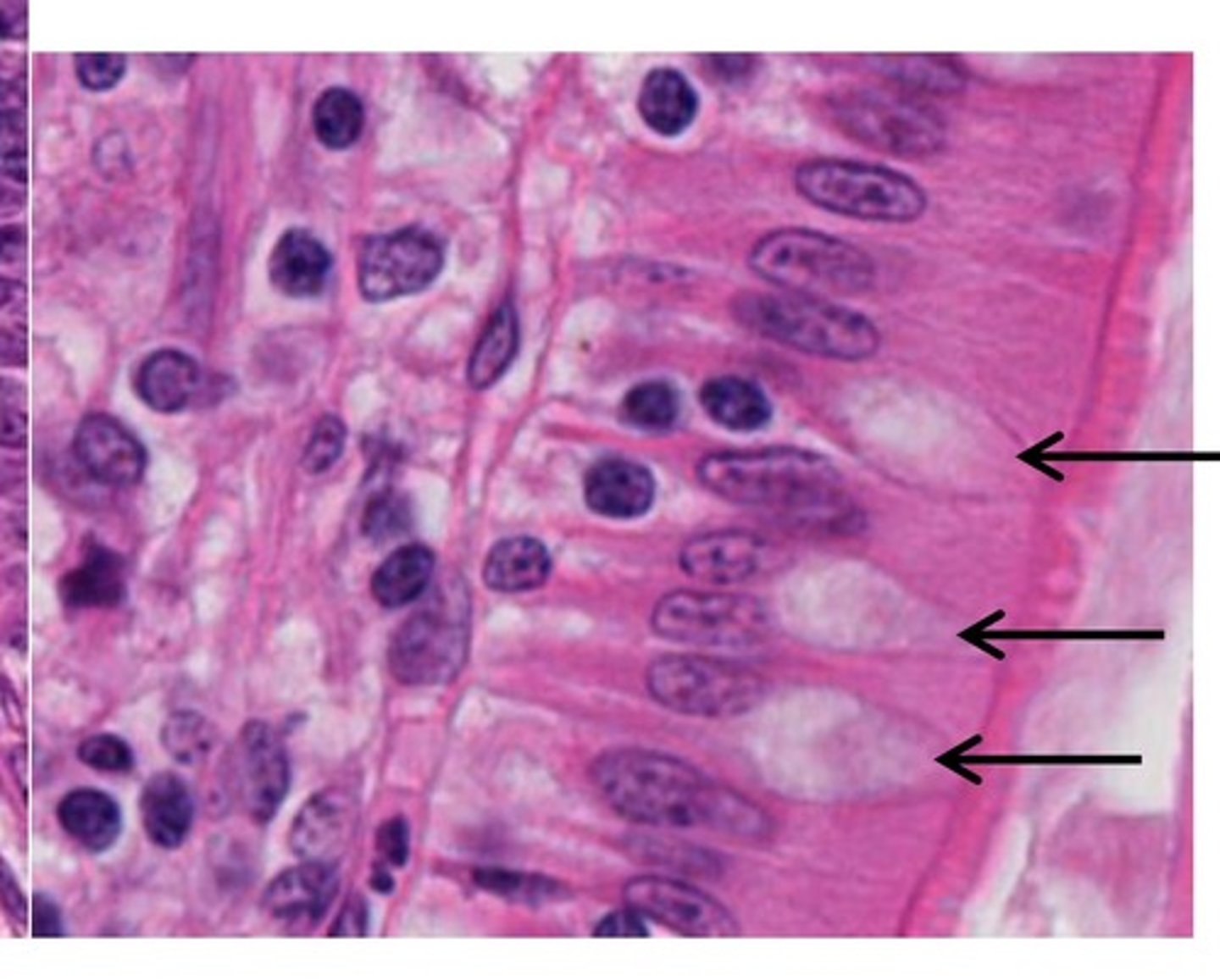 <p>unicellular glands that secrete mucus; found in respiratory tract;</p><p>small/large intestine</p>